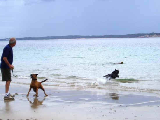 spiagge per cani