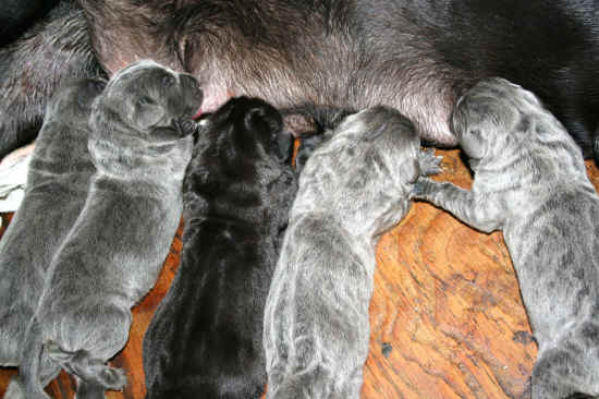 cuccioli agosto 2013