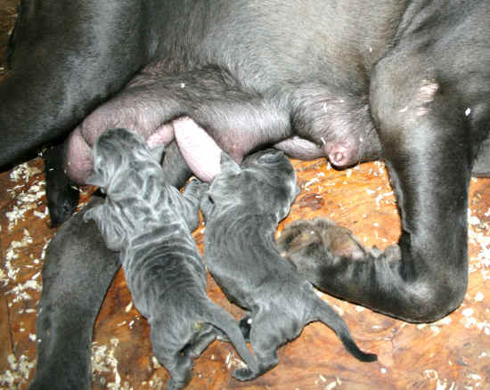 allattamento cuccioli
