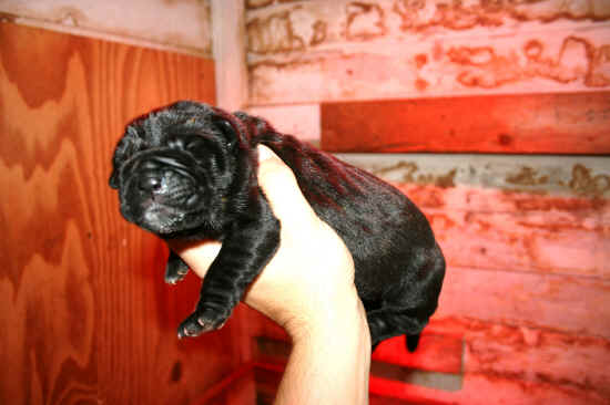 cucciolo mastino napoletano