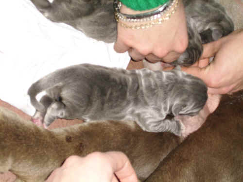 cuccioli mastino napoletano