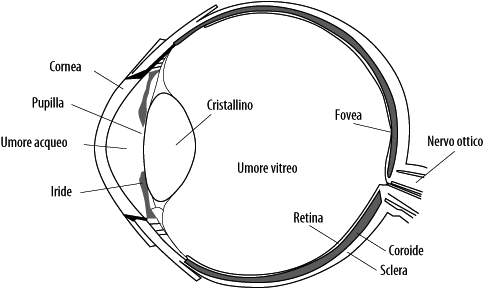 anatomia occhio