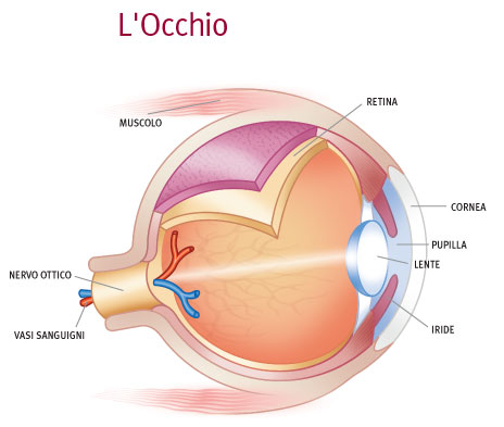 anatomia occhio cane