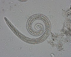 aelurostrongylus larva