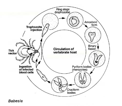 ciclo della babesia