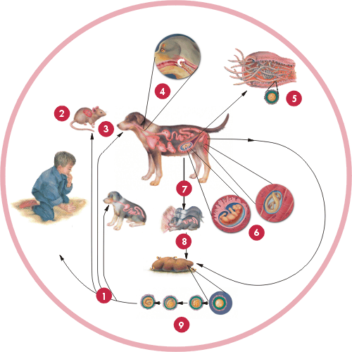 ciclo del toxocara