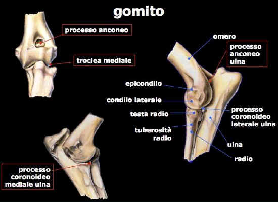 gomito cane