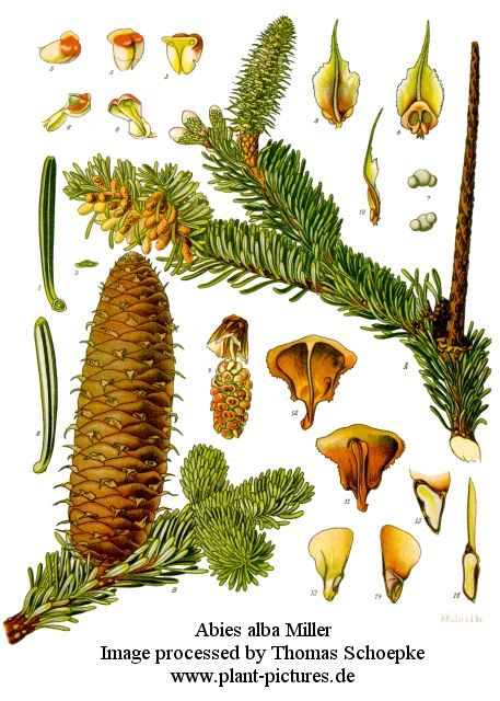 abies alba miller