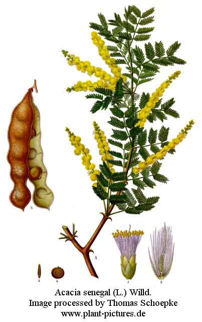 acacia senegal