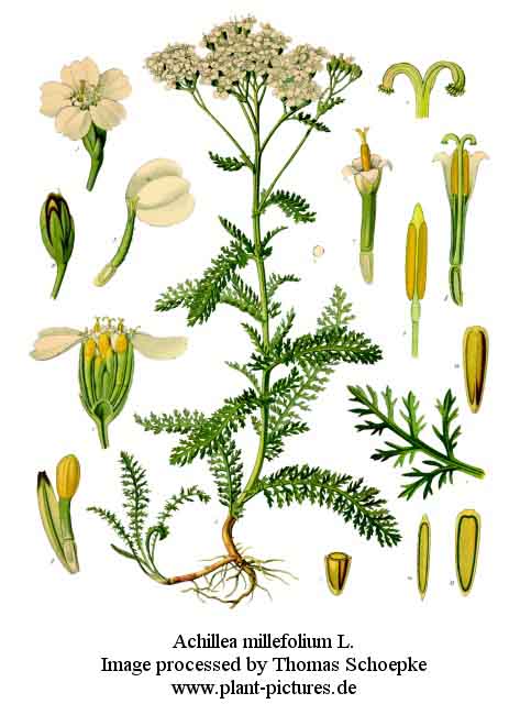 achillea millefolium