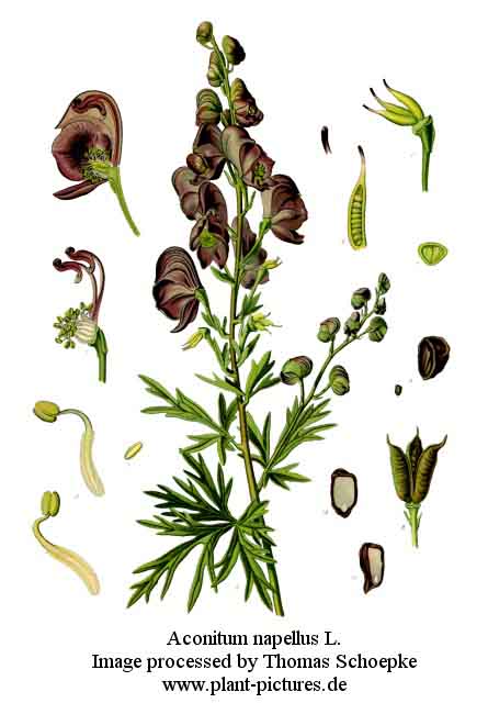 aconitum napellus