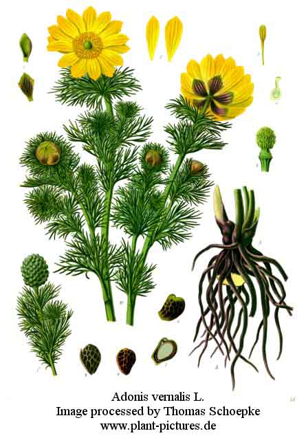 adonis vernalis