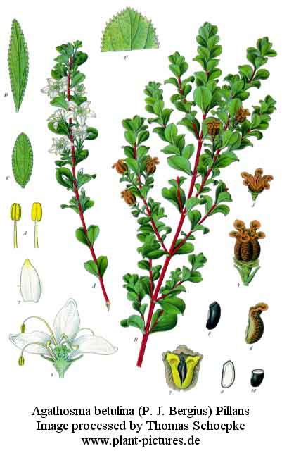 agathosma betulina