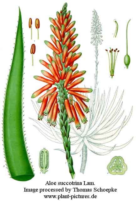 aloe succotrina