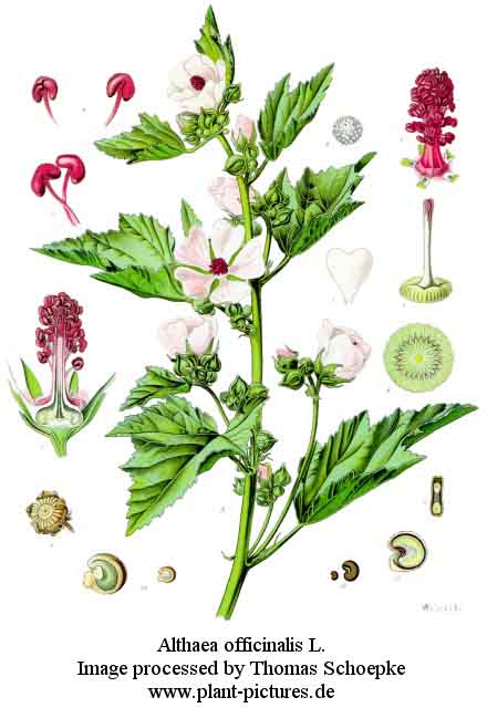 althaea officinalis