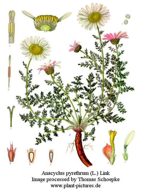 anacyclus pyrethrum