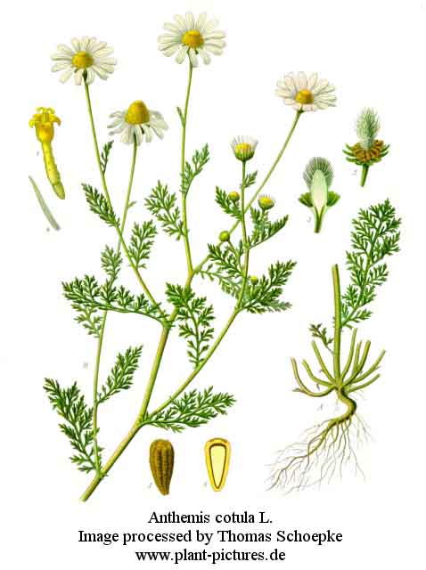 anthemis cotula