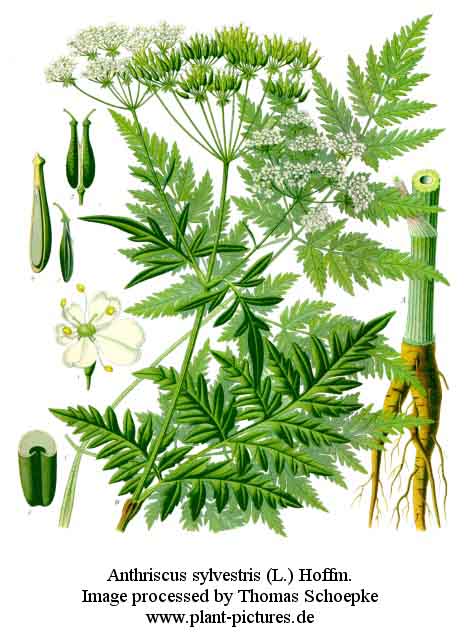 anthriscus sylvestris