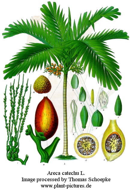 areca catechu