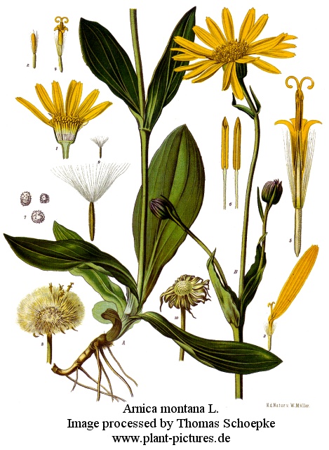 arnica montana