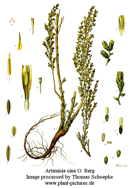 artemisia cina