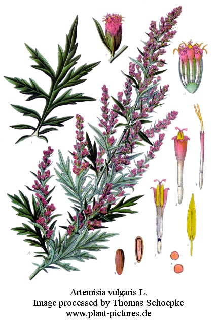 artemisia vulgaris