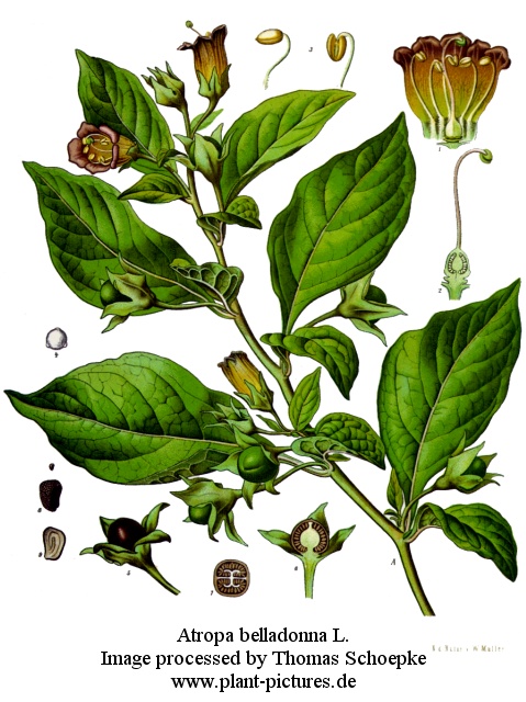 atropa belladonna