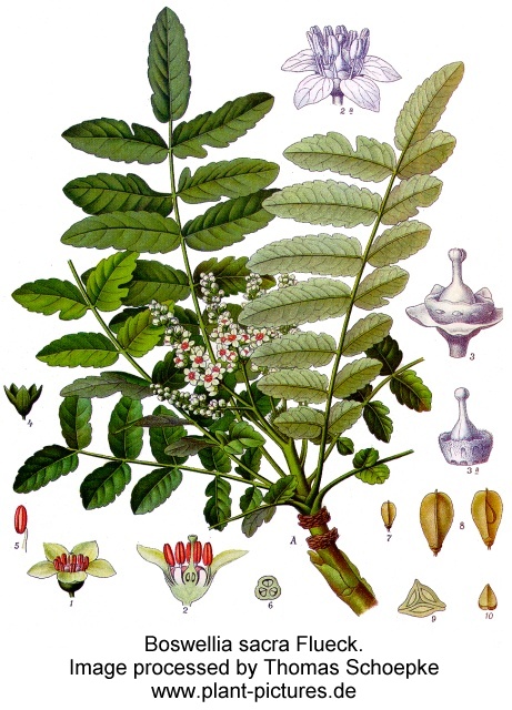 boswellia sacra