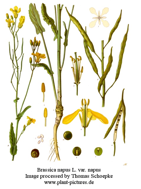 brassica napus