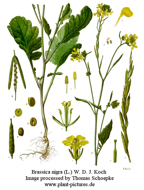 brassica nigra