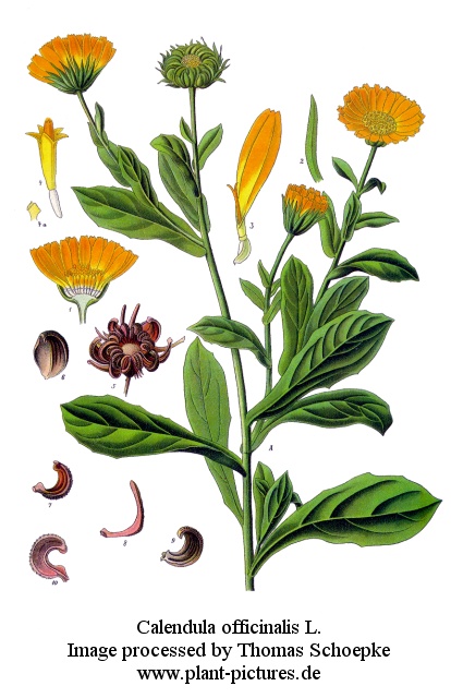 calendula officinalis