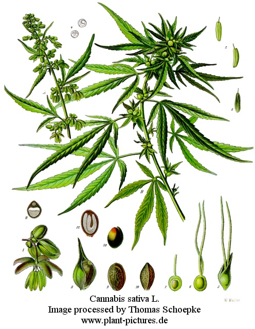 cannabis sativa