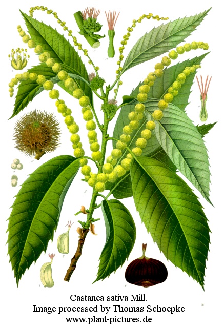 castanea sativa