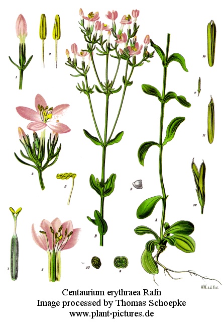 centaurium erythraea