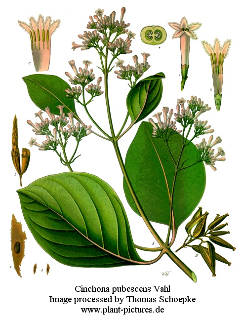 cinchona pubescens