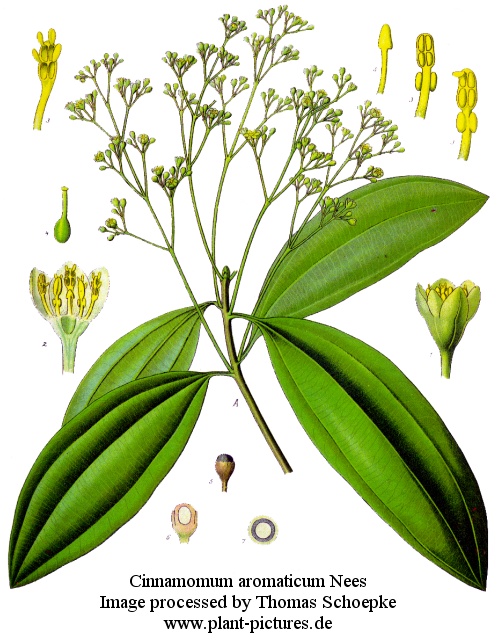 cinnamomum aromaticum