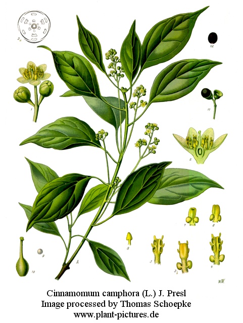 cinnamomum camphora