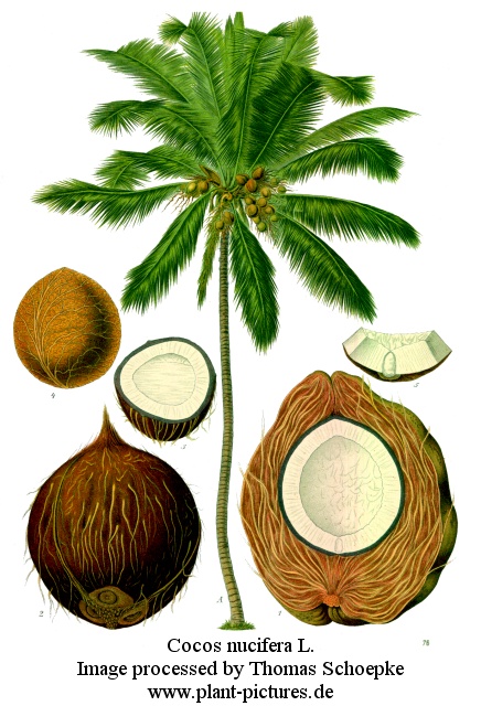 cocos nucifera