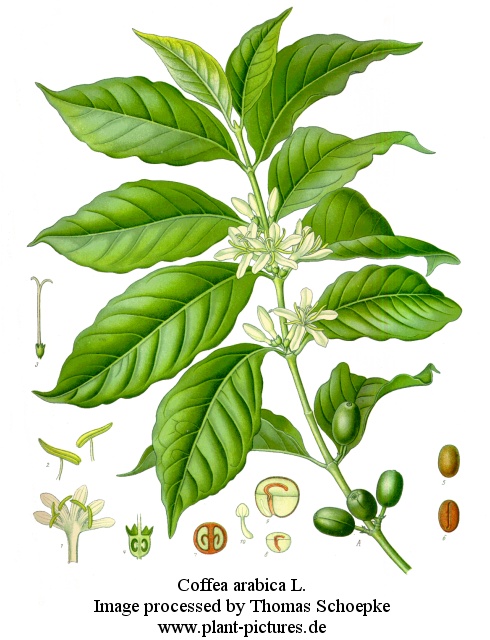 coffea arabica