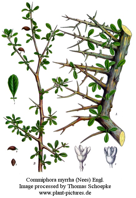 commiphora myrrha