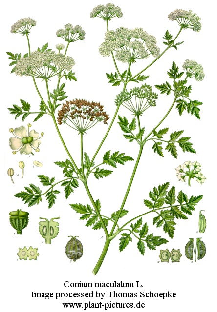 conium maculatum