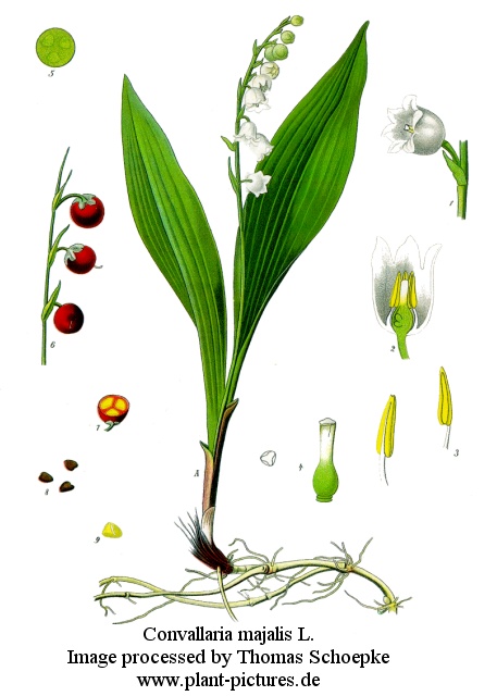 convallaria majalis