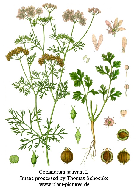 coriandrum sativum