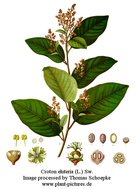 croton eluteria