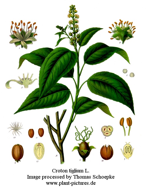 croton tiglium