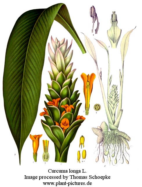 curcuma longa