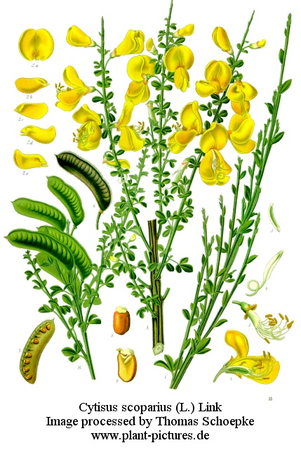 cytisus scoparius