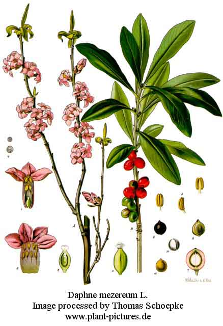 daphne mezereum