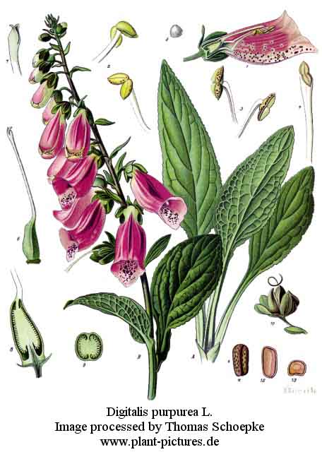 digitalis purpurea