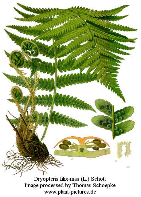 drypteris filix-mas